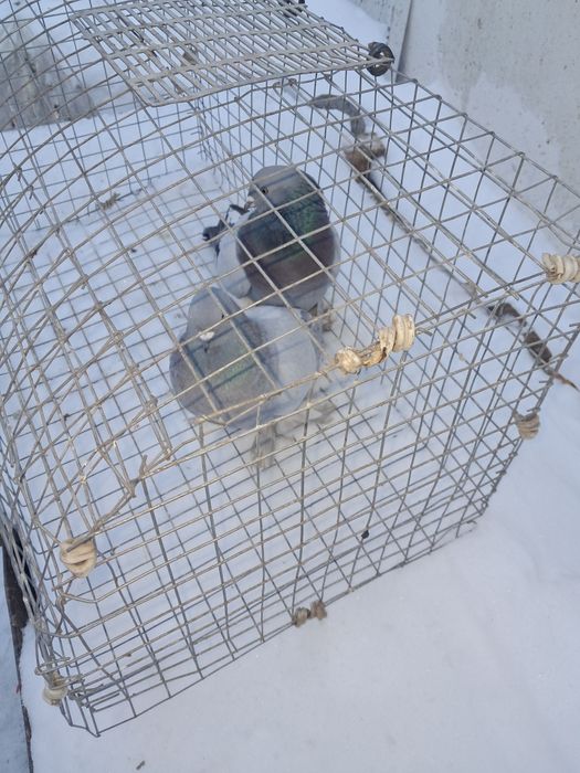 Породистые голуби