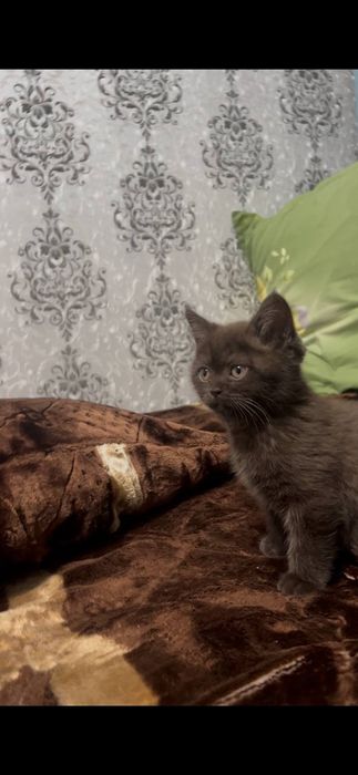 Скоттиш Страйт ,