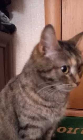 Отдам кошечку в добрые руки