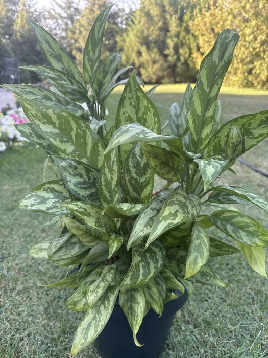 Аглаонема, Долларовое дерево