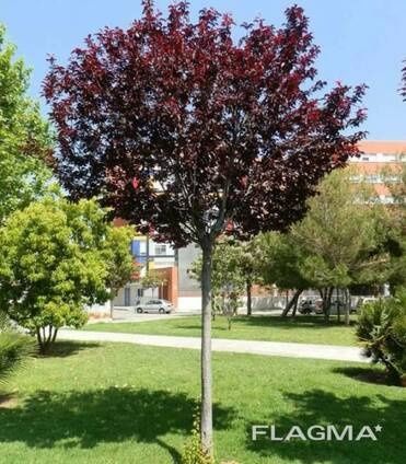 Растении для ландшафта