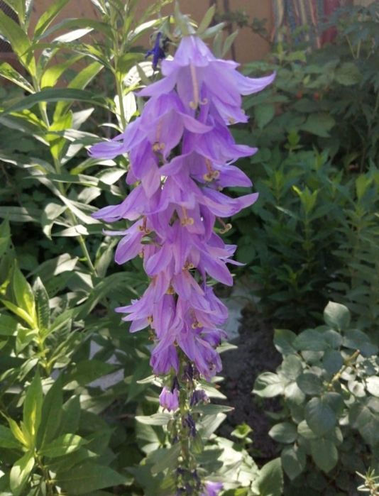 Цветы садовые продам