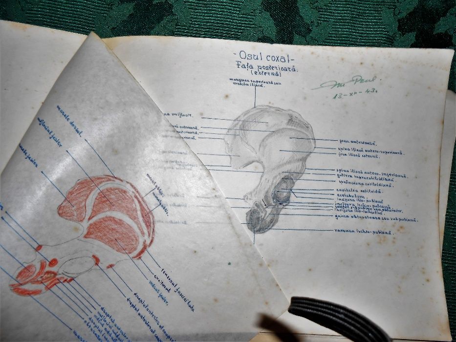 caiet de schite desenate-anatomia oaselor