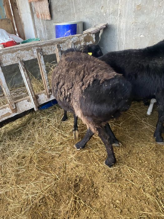 Кошкар сатылады