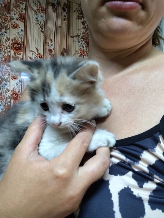 Отдам котят в добрые руки
