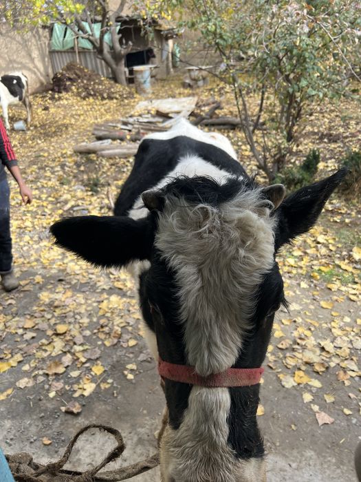 Sigir sotilad Yosh 1 ta tuqqan