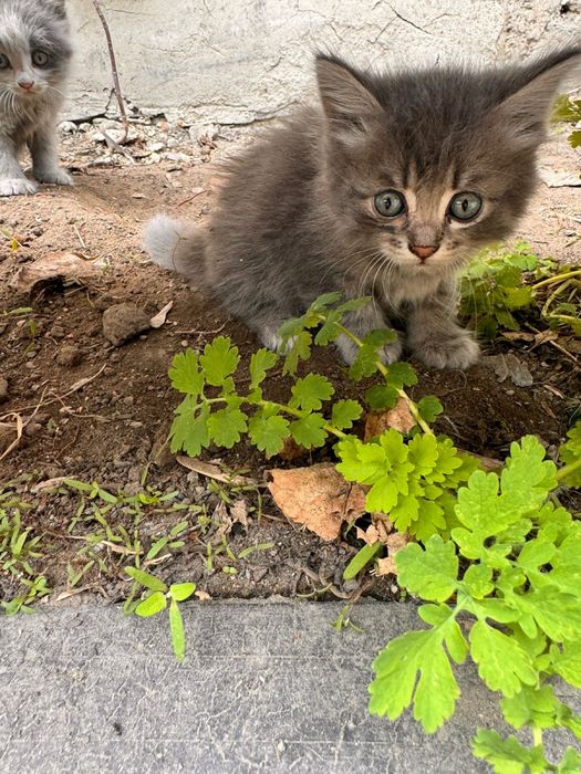 Котята ищут свой новый дом