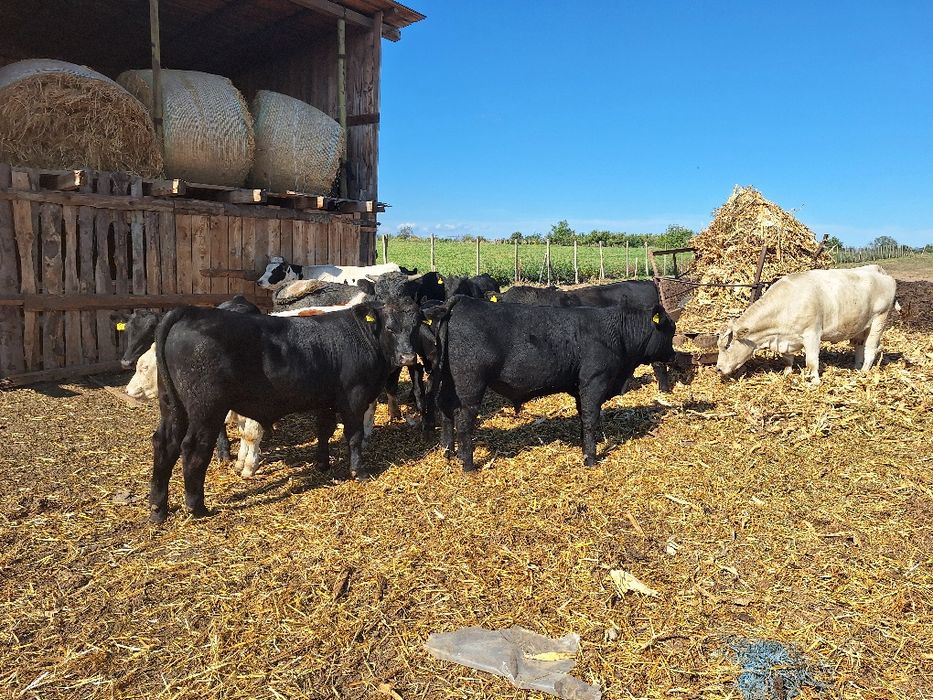 Vând angus cu pedigree si belgieni!