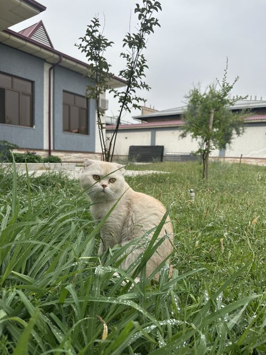 Чисто кровный чисто белый Скотиш Фолд на Вязку
