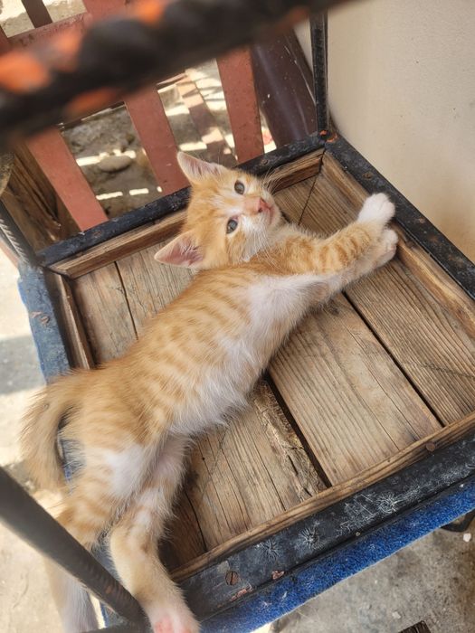 Подарявам малко котенце