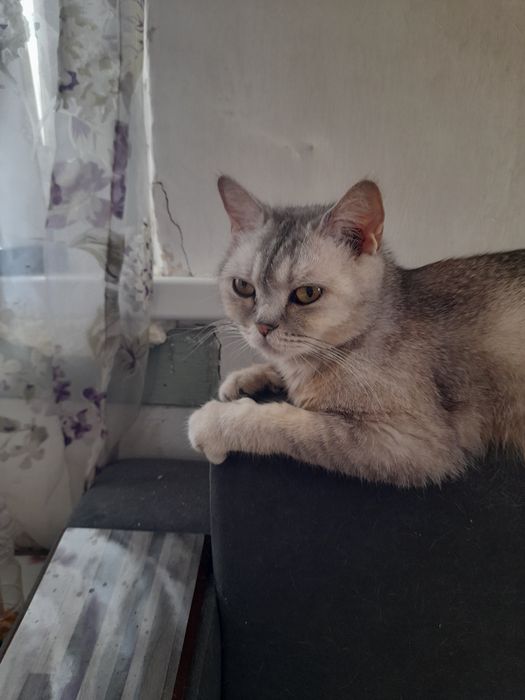 Кошечка скотиш страйт