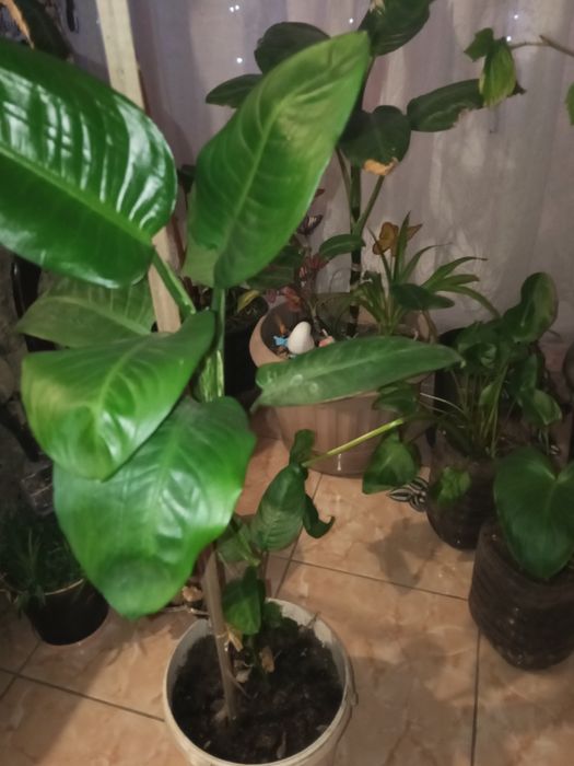 Продаю комнатные цветы