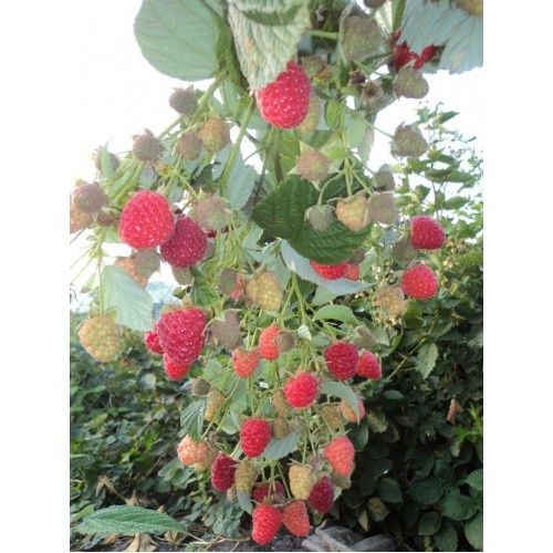 Малина кучати 2000Сум