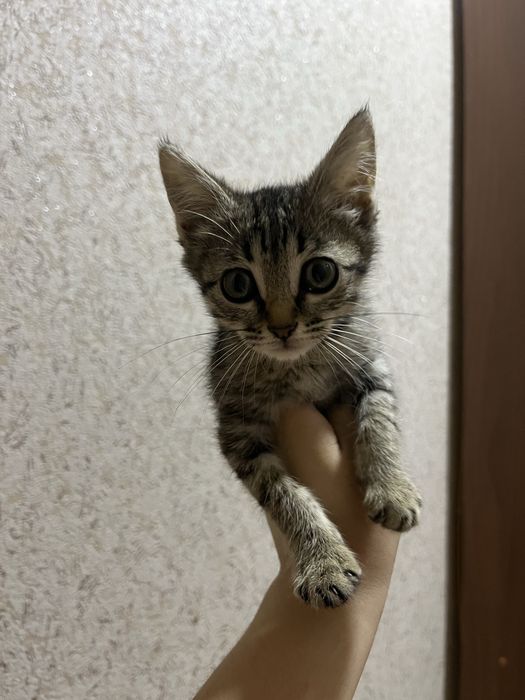Продается кошка