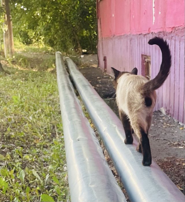 Сиамец Котик ищет новый дом