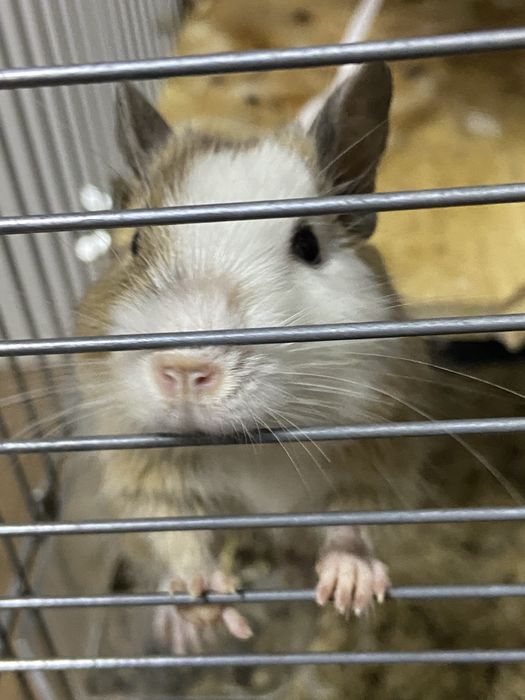 Donez doua veverite degu