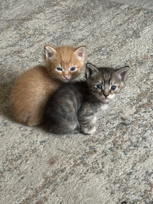 Ищем дом для котенка