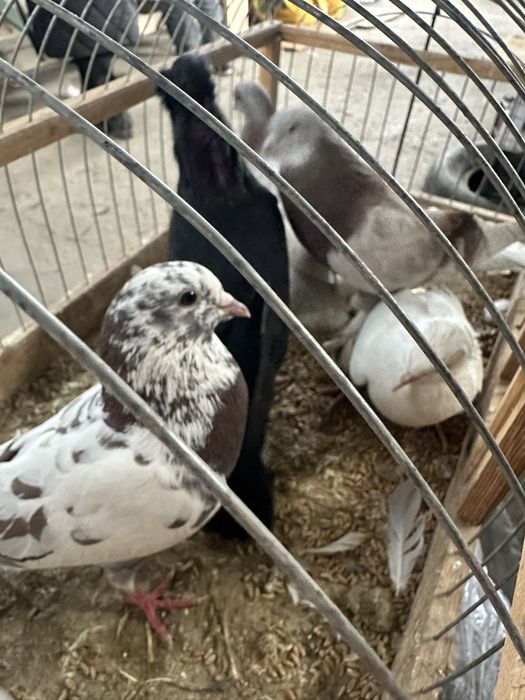 Голуби кептерлер