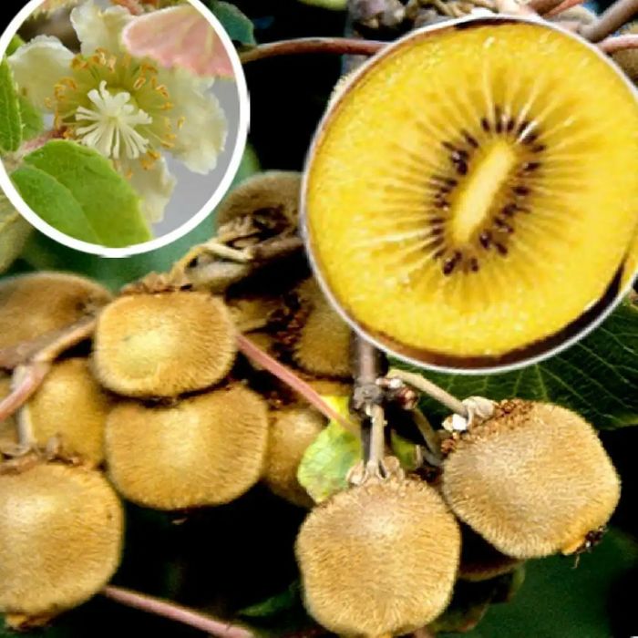Pomi Exotici (Kiwi GOLD )