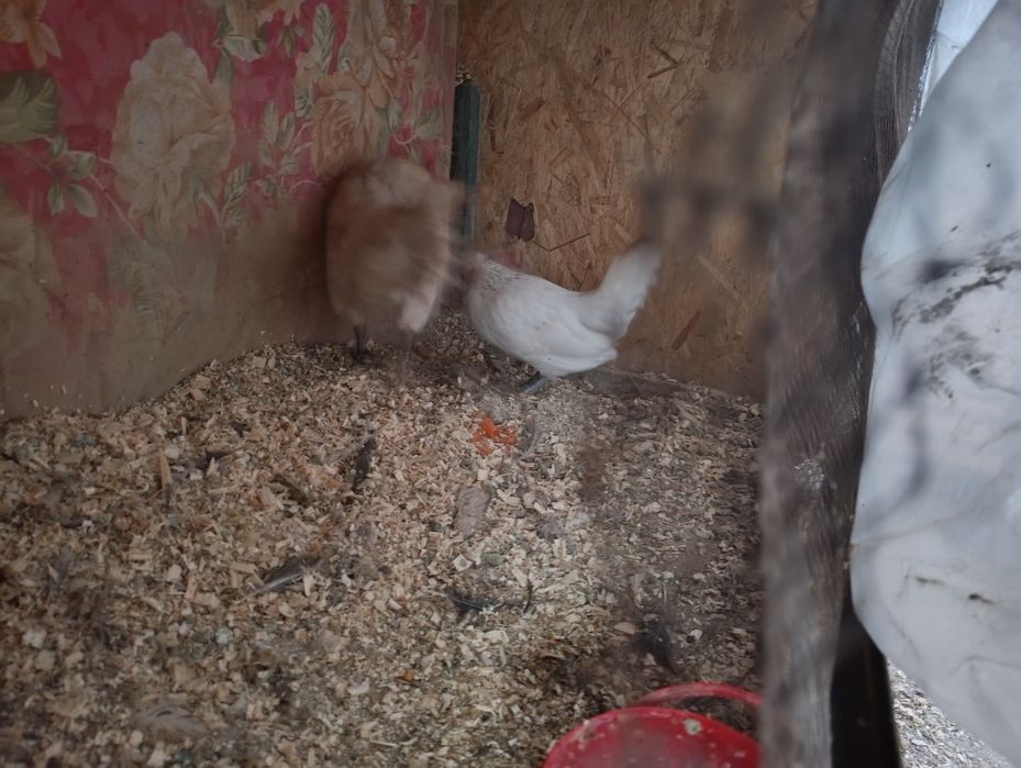 Бентамки карликовые пара