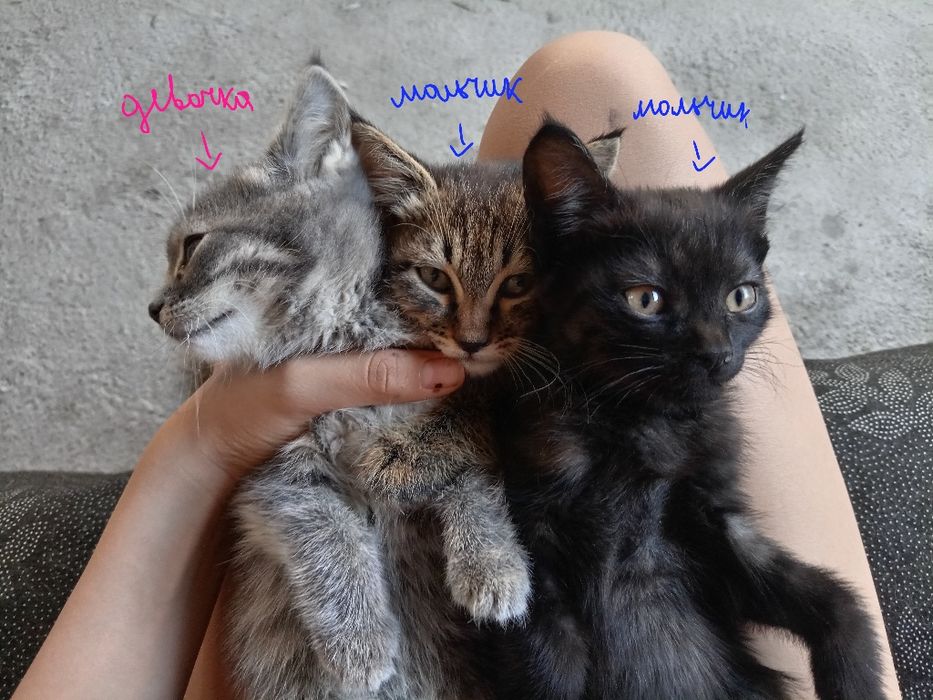 Котята милые  хорошие
