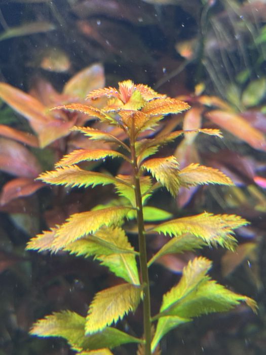 Pachete de plante disponibile