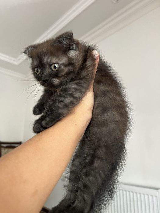 Котик шиншила вислоушка