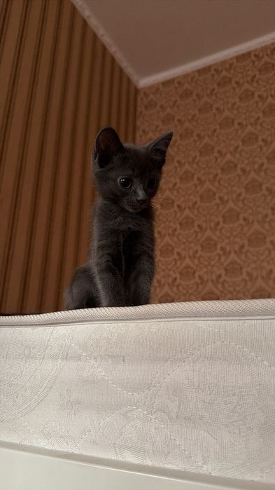 котята кошки коты