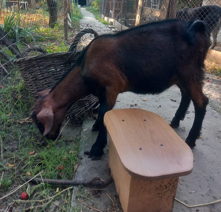 Iezi Alpină Franceză și Metiși