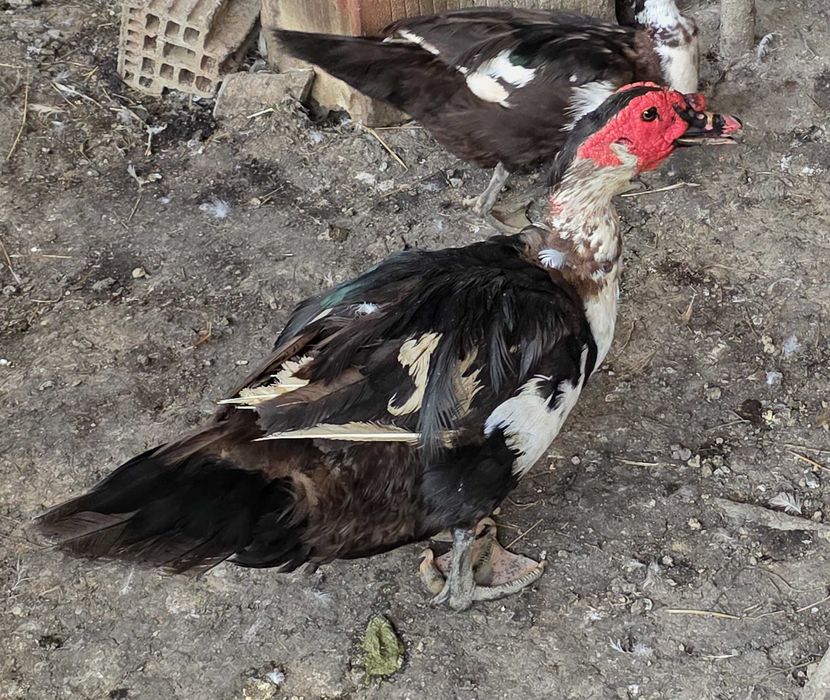 Vand rate mute - de la pasari adulte la boboci crescuti de anul acesta