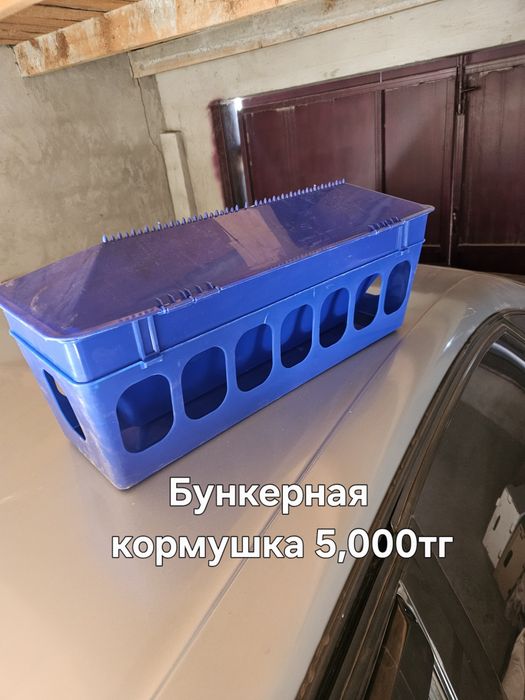 Голуби в удобстве