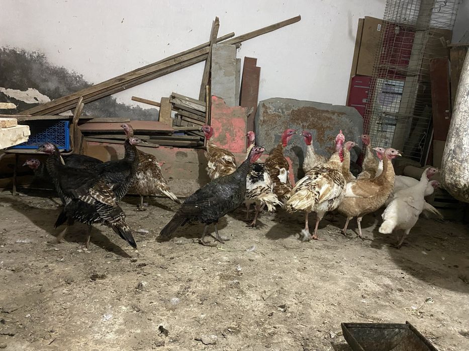 19 та куркалар сотилади