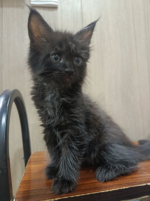 Котята Мейн-куны