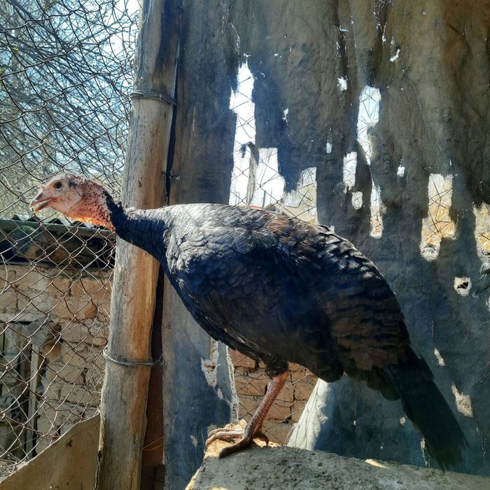 Продам  домашних индюков