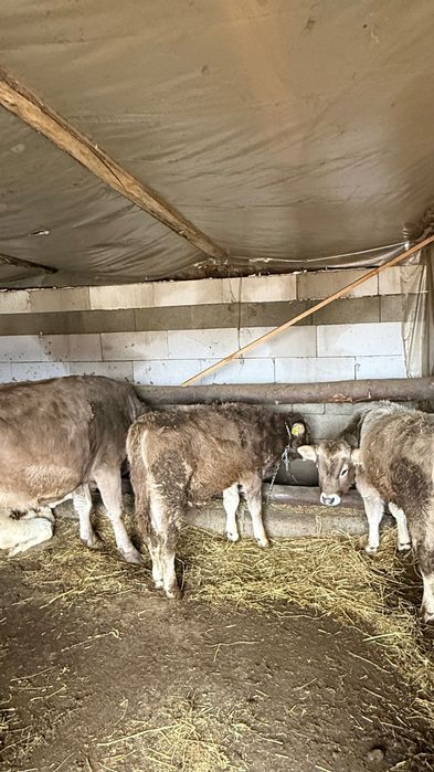 O vacă și 2 tăurași de vânzare