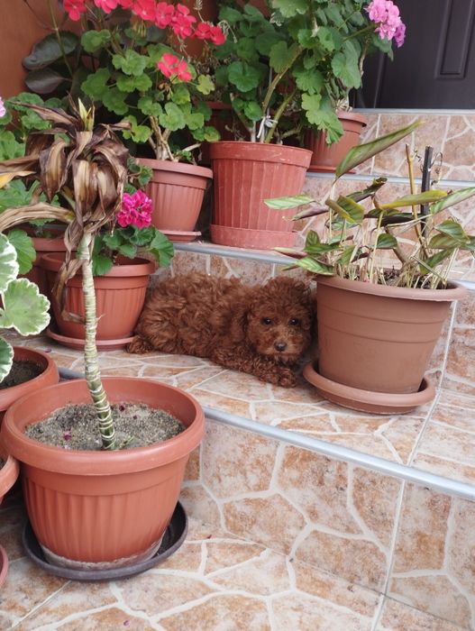 Той Пудел Toy Poodle.
