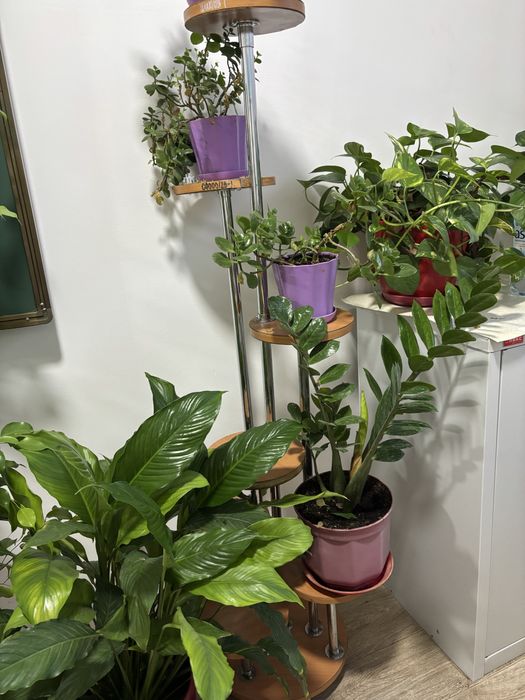 комнатные цветы, деревья, растенич