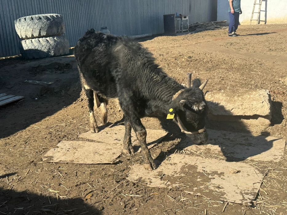 Осы сиыр сатылады