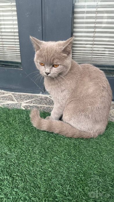 Кошка scotish stright
