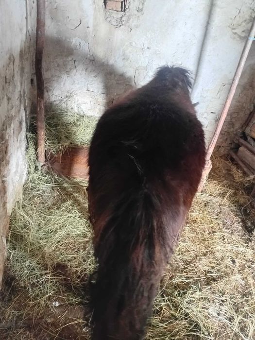 Конче на 7 месеца