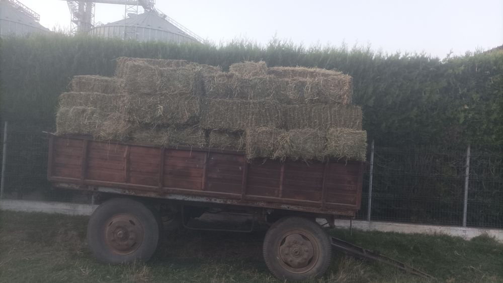 Vând baloți de lucernă
