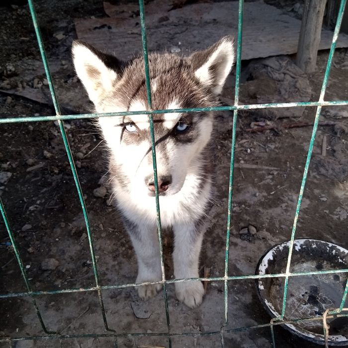 Haska bolasi 3 oilillelik