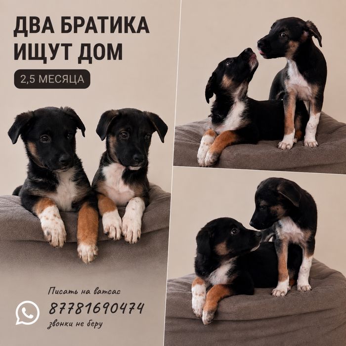 Очень нужен дом щенкам