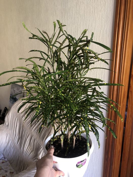 Продам кротон сортовой