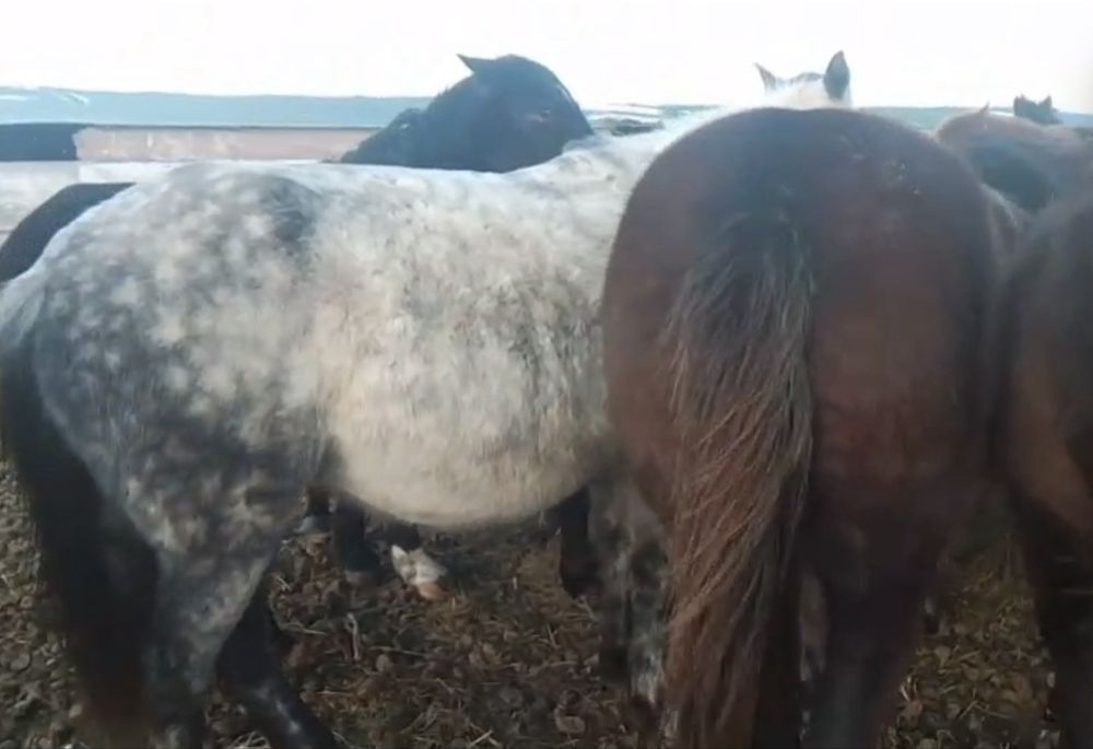 Продам жеребых кобыл