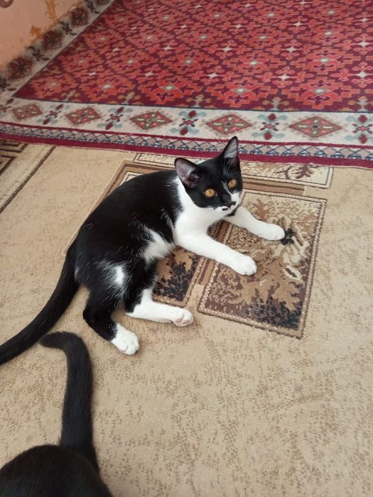 Муиса и Ириска ждут хозяев!