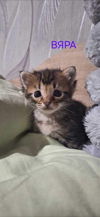 Подаряват се котенца