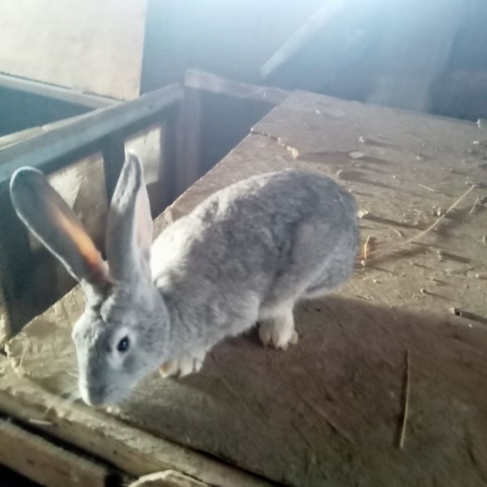 Кролики великаны