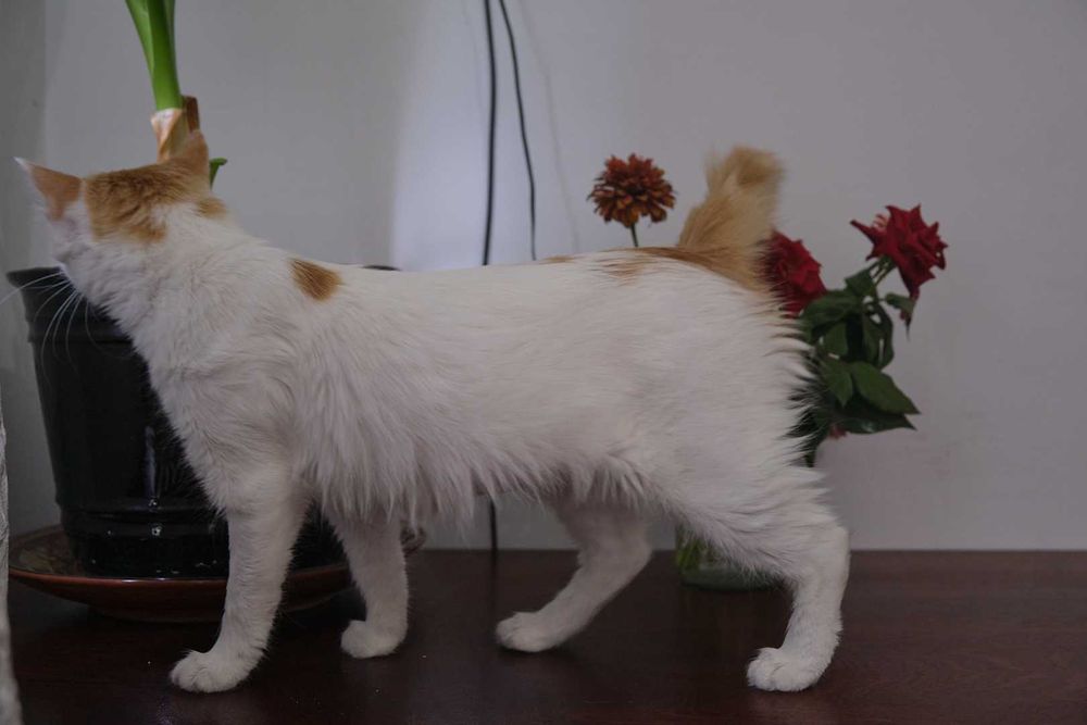 Ласковая стерилизованная кошечка