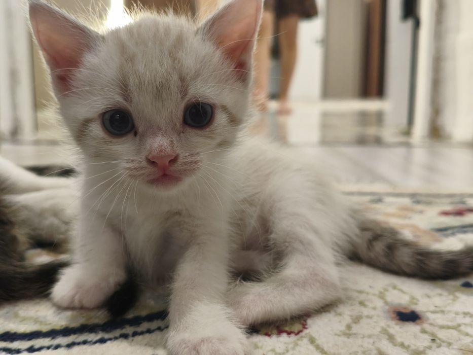 Отдам котят в добрые руки